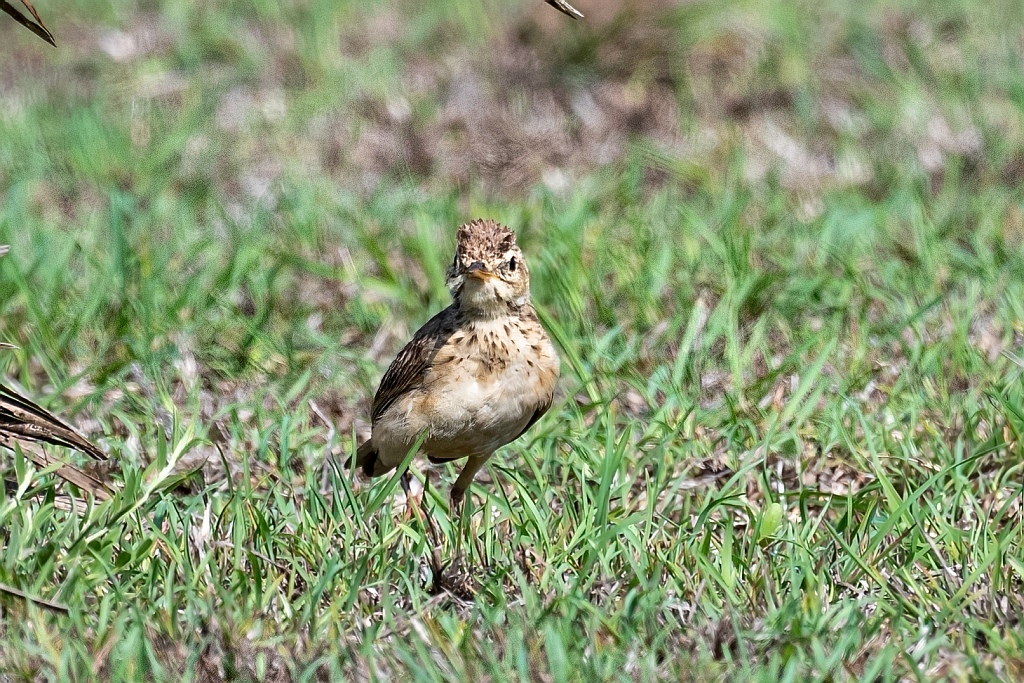 Paddyfield Pipit